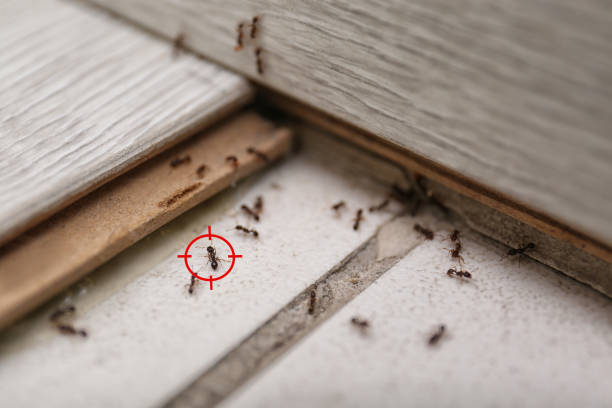 Best Termite Control Services  in Ruch, OR